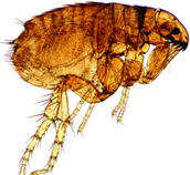 Dog Flea (Ctenocephalides canis))